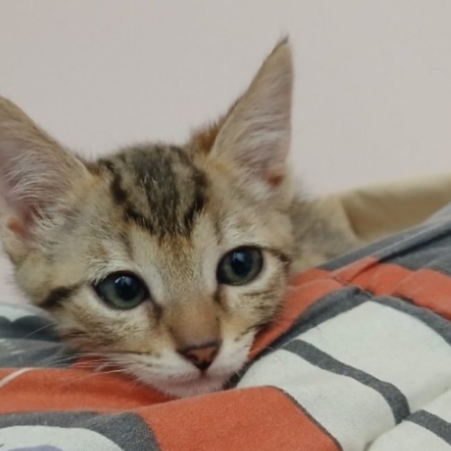 Suzu - Chat Européen à adopter
