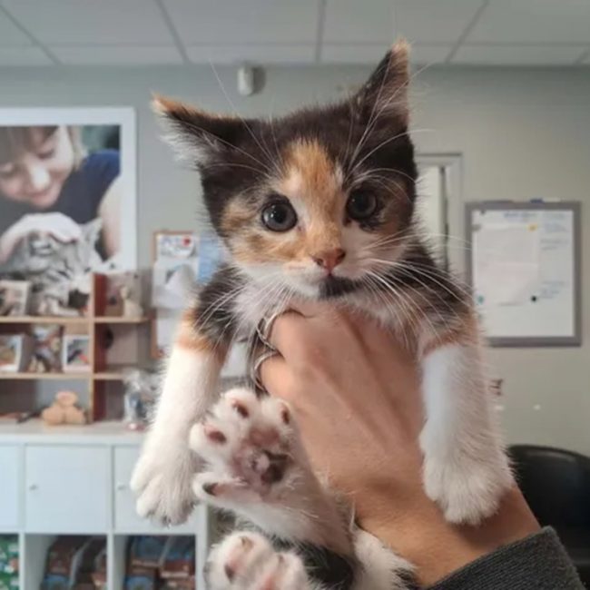Montana - Chat Européen à adopter