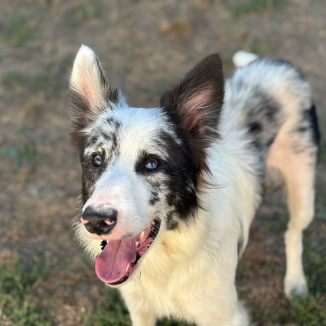 Pepito - Chien Border Collie à adopter