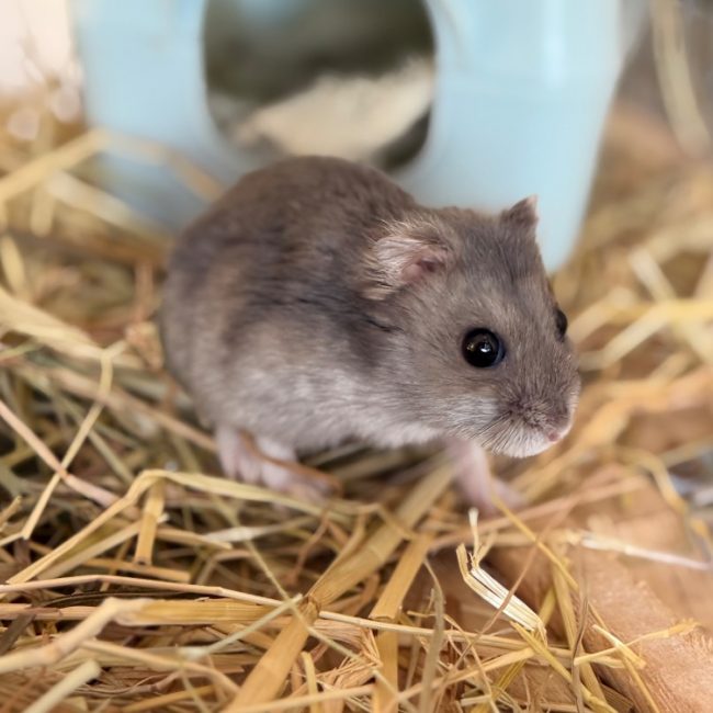 Gusgus - Rongeur Hamster à adopter