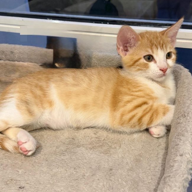 Potiron - Chat Européen à adopter