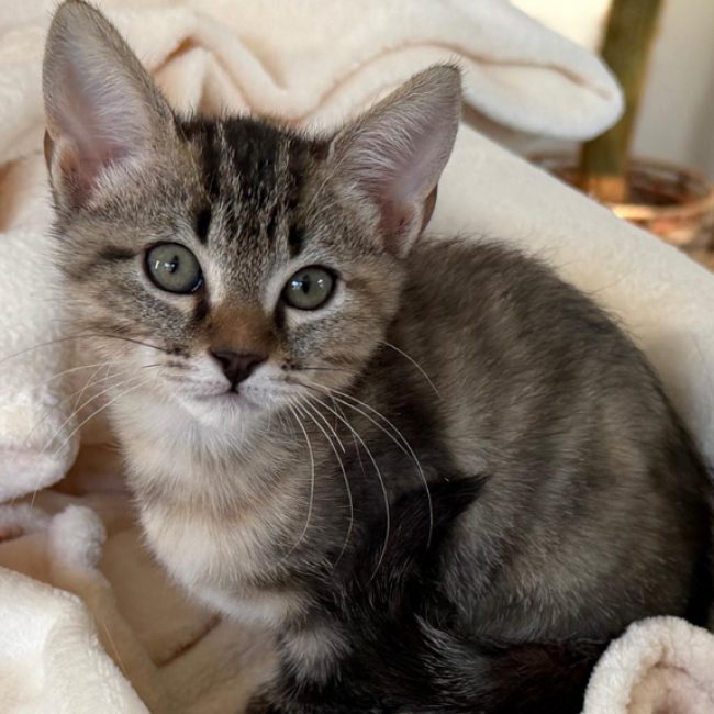 Polly pocket - Chat Européen à adopter