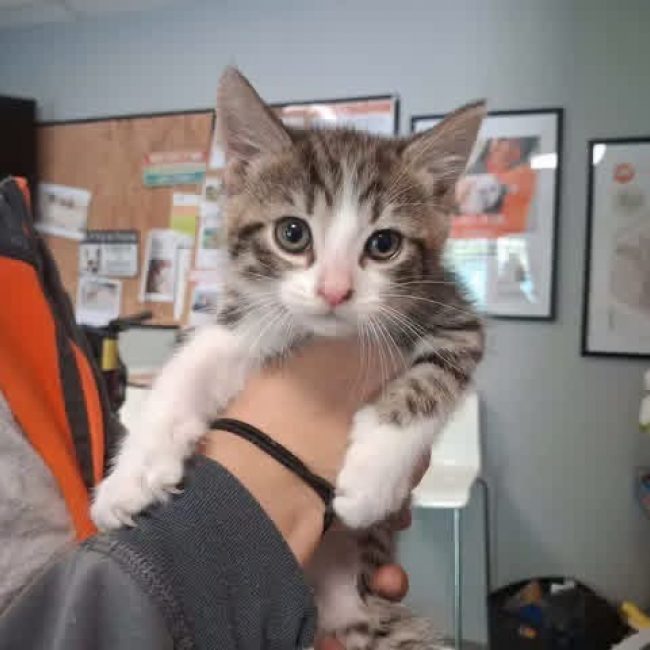 Rico - Chat Européen à adopter