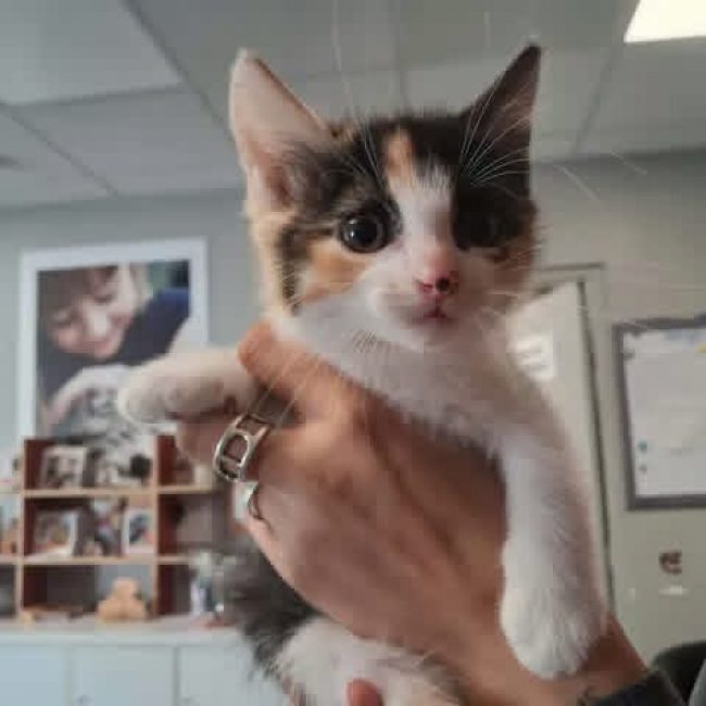 Hanna - Chat Européen à adopter