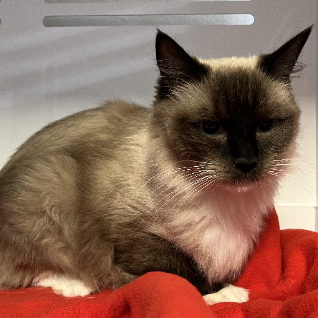 Athena - Chat Ragdoll à adopter