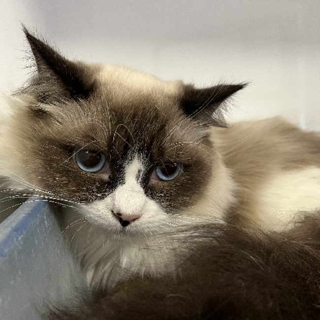 Apollon - Chat Ragdoll à adopter