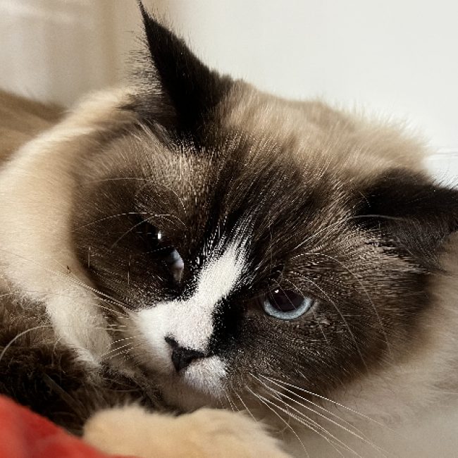 Lunéa - Chat Ragdoll à adopter