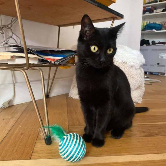 Alaska - Chat Européen à adopter