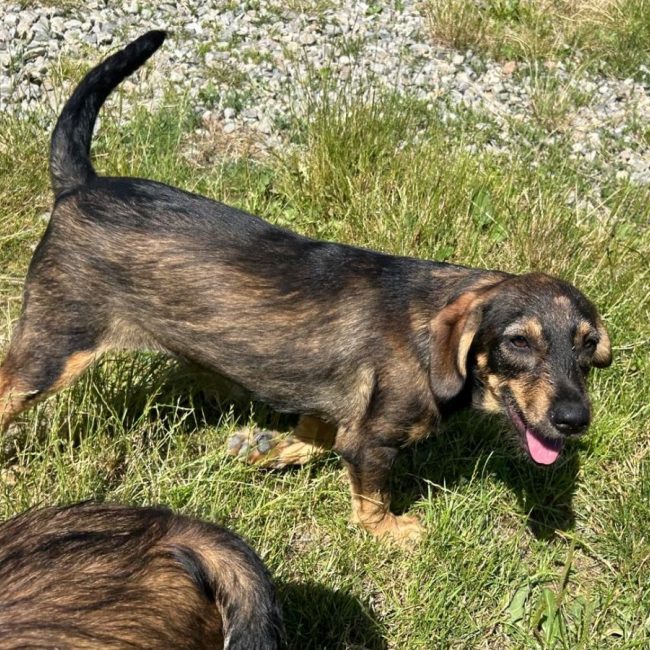 LENI