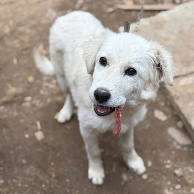 ARTIC - Chien à adopter