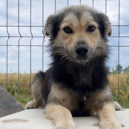 THÉO - Chien à adopter