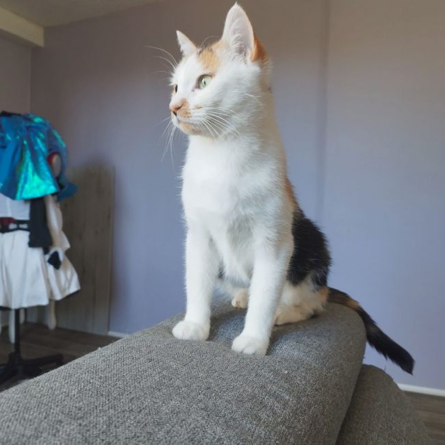 Nynæve