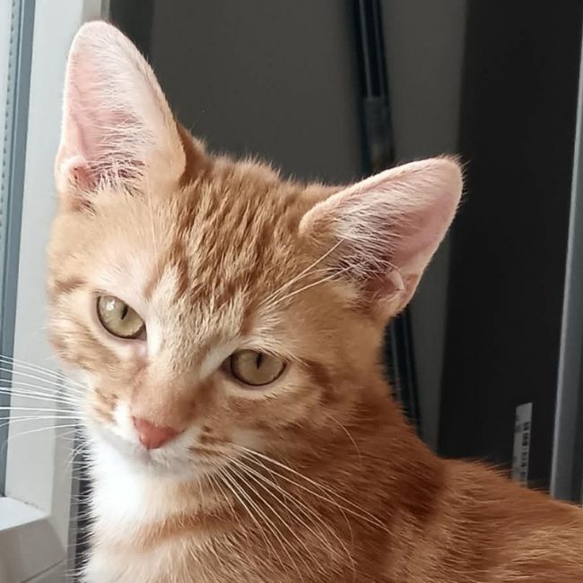 Foxy - Chat Européen à adopter