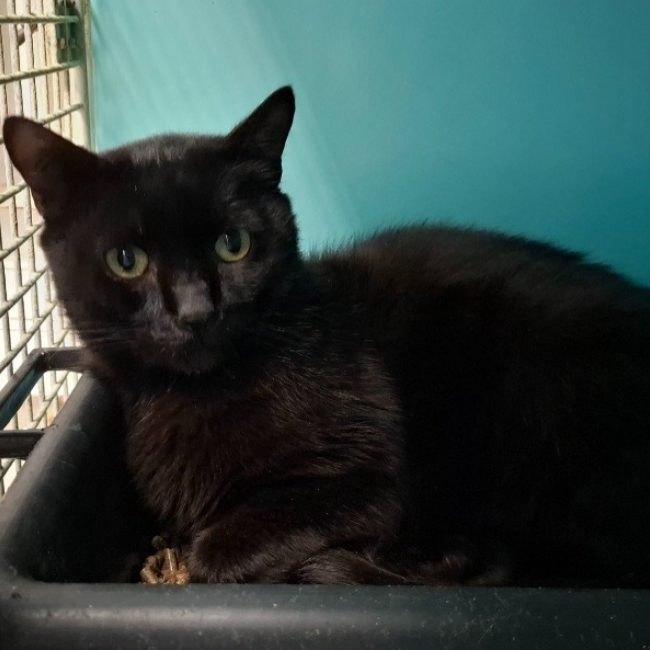 Givenchy - Chat Européen à adopter