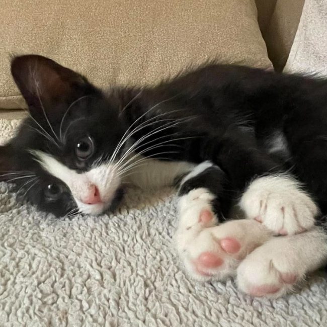 Bambi - Chat Européen à adopter