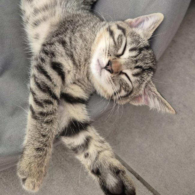 Chouquette - Chat Européen à adopter