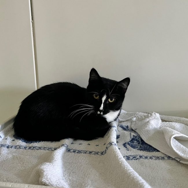Astro - Chat Européen à adopter