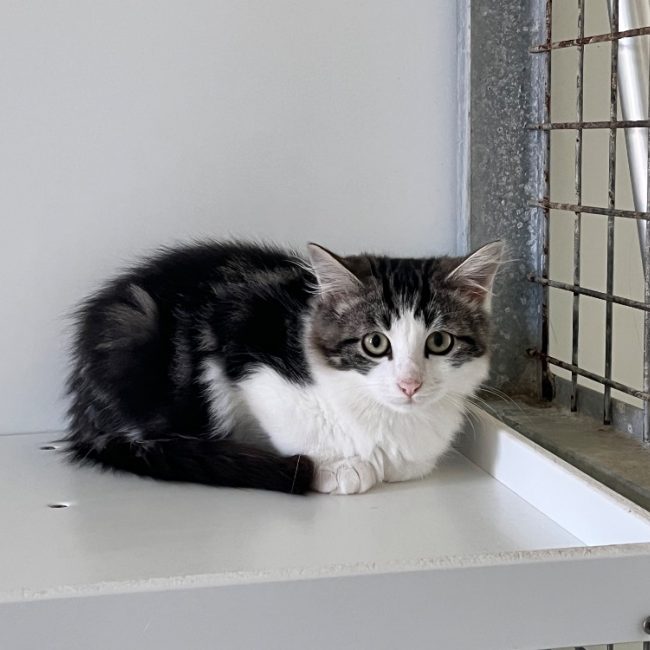 Hagueneau - Chat Européen à adopter