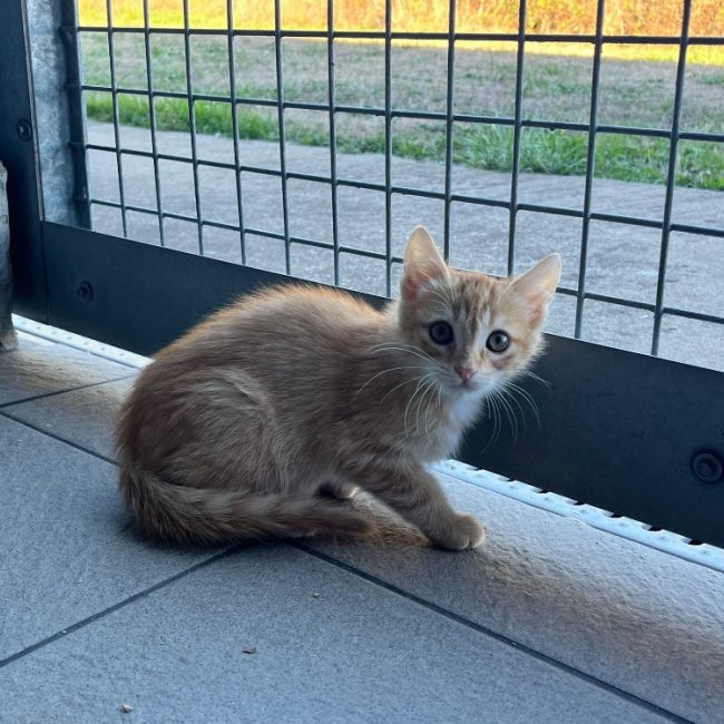 Diwo - Chat Européen à adopter