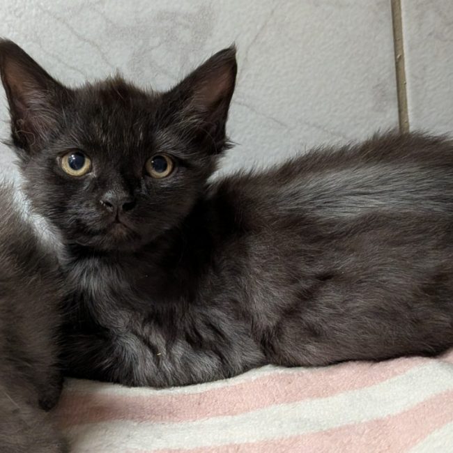 Brutus - Chat Européen à adopter