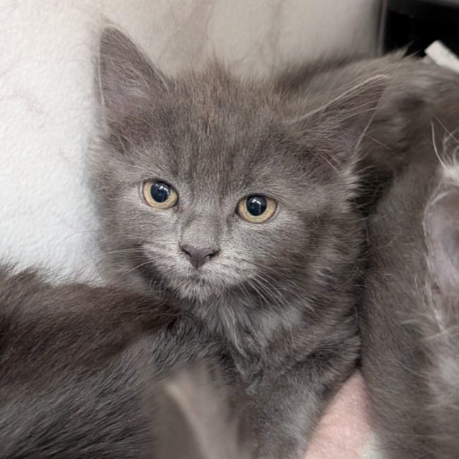Yoplait - Chat Européen à adopter