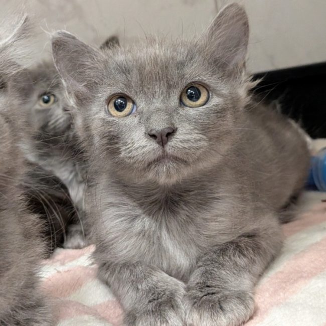 Minus - Chat Européen à adopter
