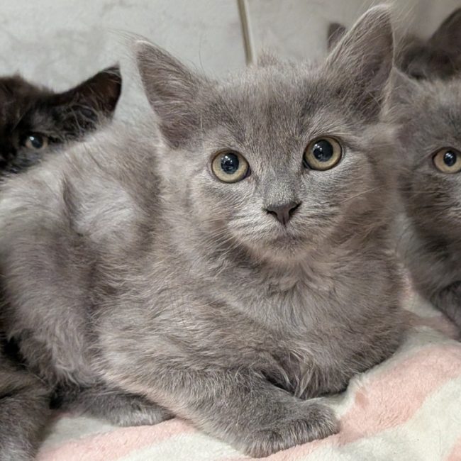 Azouka - Chat Européen à adopter