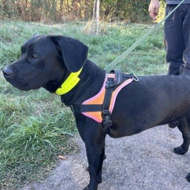 Zeus - Chien à adopter