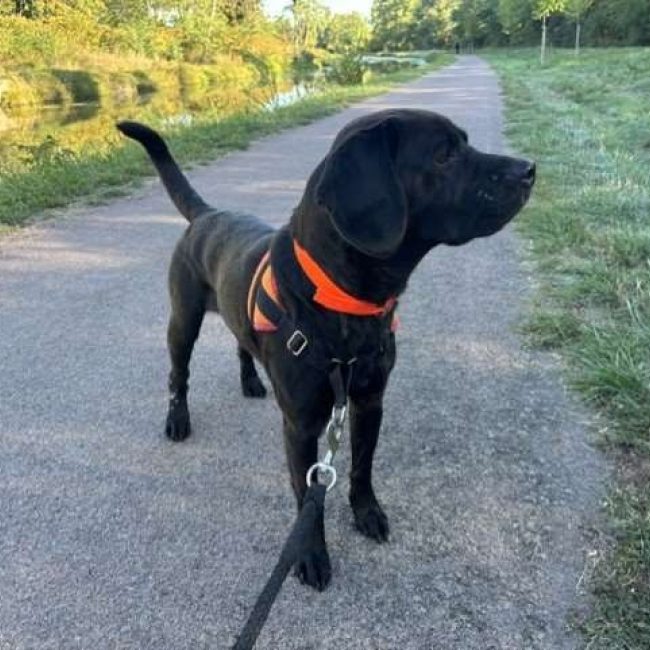 Zorg - Chien à adopter