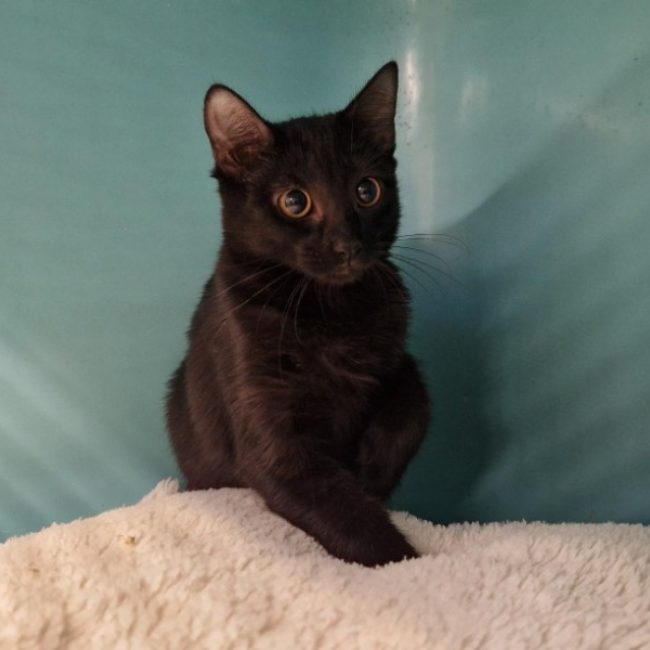 Potiend - Chat Européen à adopter
