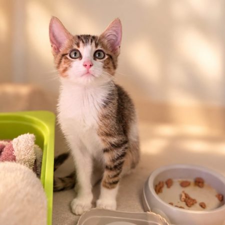 Radis - Chat Européen à adopter