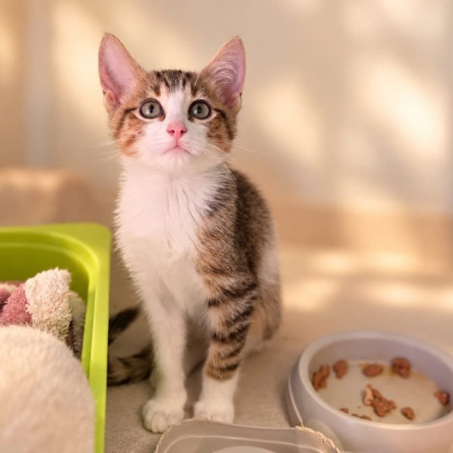 Radis