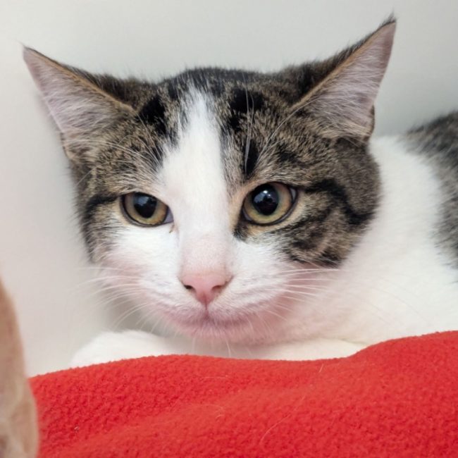 Bamboo - Chat Européen à adopter