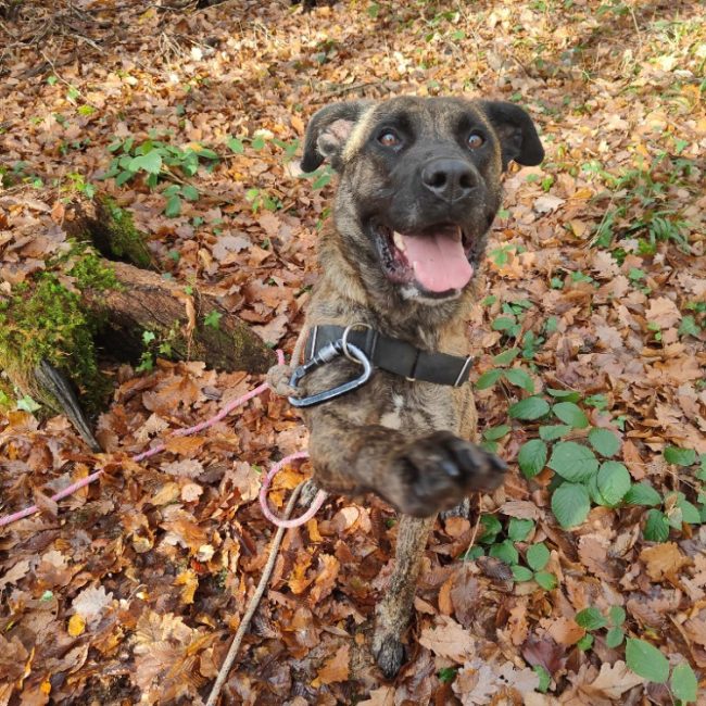 Sonik - Chien Berger à adopter