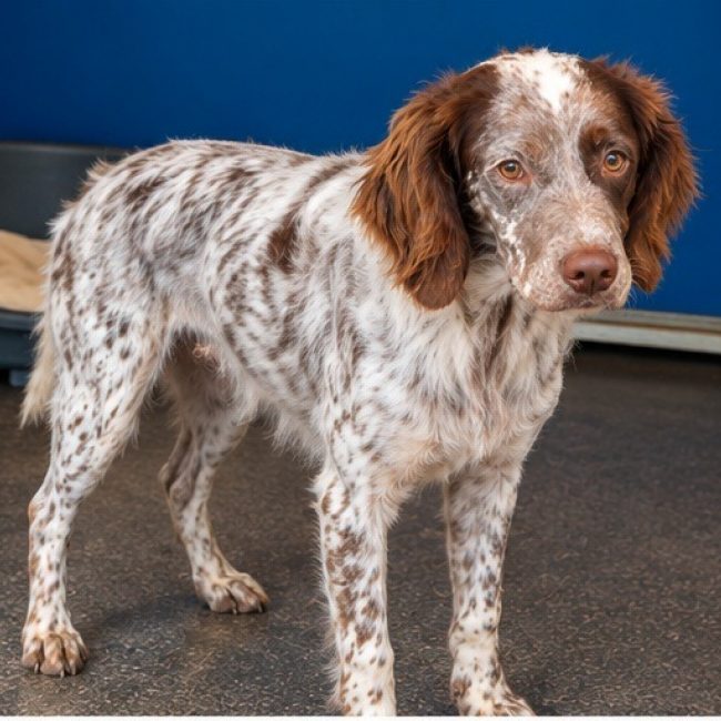 Cachou - Chien Epagneul Français à adopter