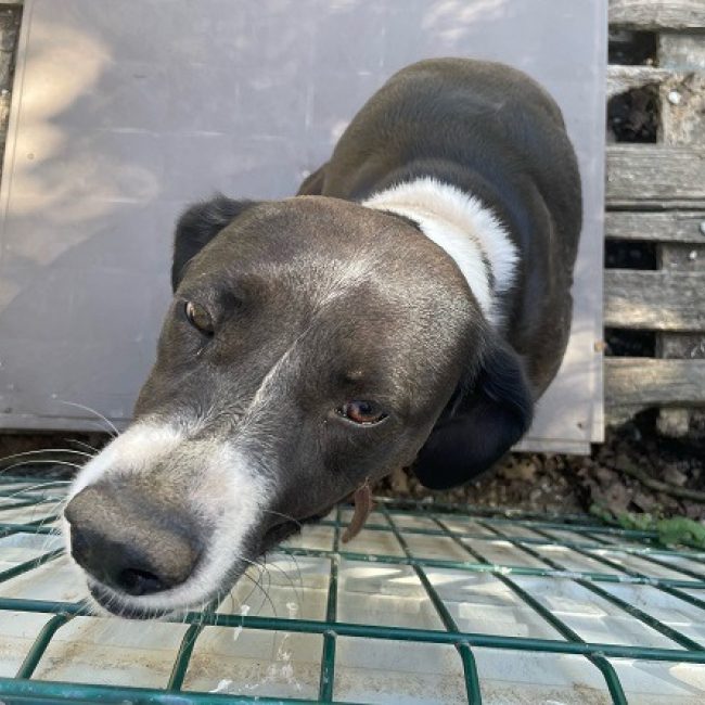 Prada - Chien à adopter
