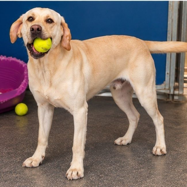 Bosco - Chien à adopter
