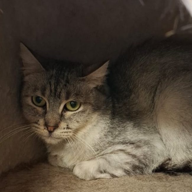 Aba - Chat Européen à adopter