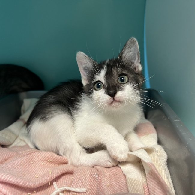 Kobi - Chat Européen à adopter