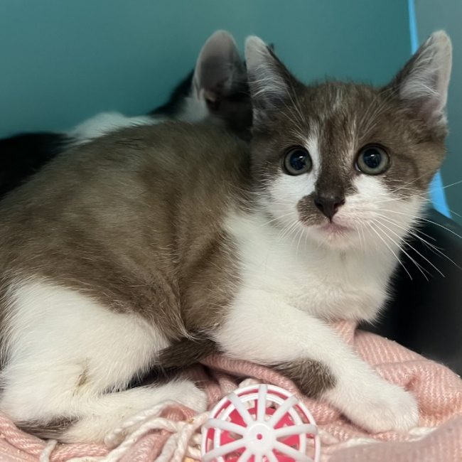 Chouchou - Chat Européen à adopter