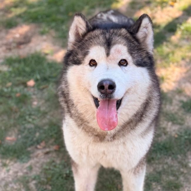 Scala - Chien Malamute de l'Alaska à adopter
