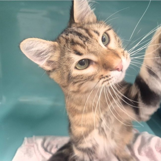 Buzz l'éclair - Chat Européen à adopter