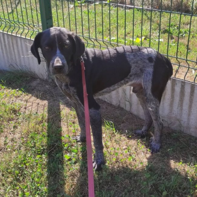 Fer - Chien Braque d'Auvergne à adopter