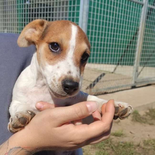 Baloo - Chien à adopter