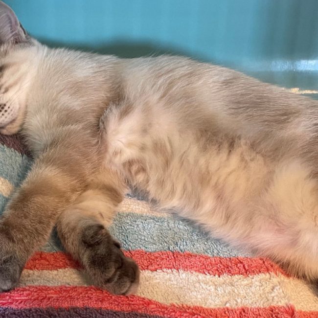 Phoenix - Chat Siamois à adopter