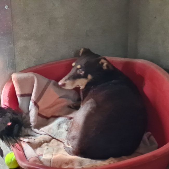 Lyra - Chien à adopter