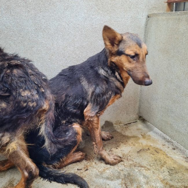 Cosmo - Chien à adopter