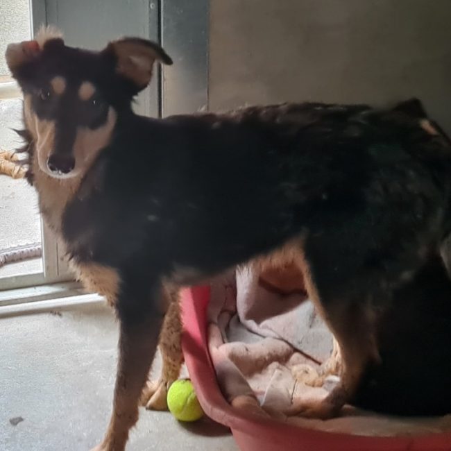 Regulus - Chien à adopter