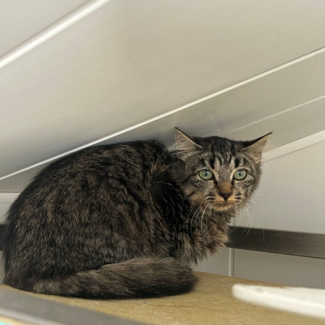 Lyanna - Chat Européen à adopter