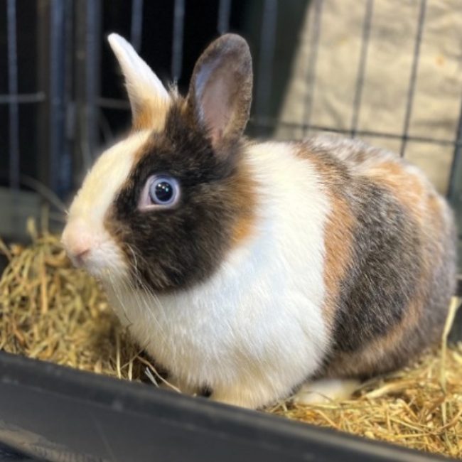 Oreo - Rongeur Lapin à adopter
